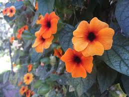 Image result for Thunbergia alata