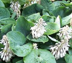 Image result for Hosta sieboldiana 'Elegans'