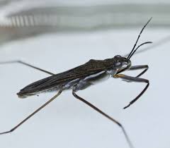 Attēlu rezultāti vaicājumam “Gerridae”