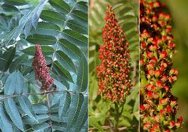 Attēlu rezultāti vaicājumam “Rhus typhina flower”