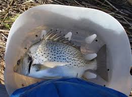 Image result for Pomadasys commersonnii