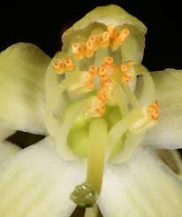 Attēlu rezultāti vaicājumam “Pyrola minor bud”