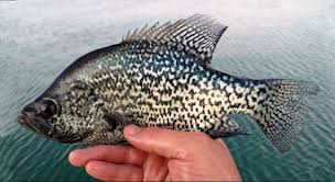 Image result for Pomoxis nigromaculatus