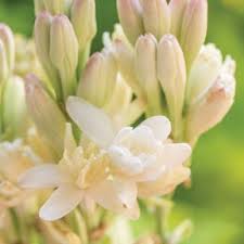 Attēlu rezultāti vaicājumam “Galanthus nivalis bud”