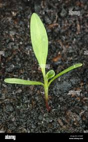 Attēlu rezultāti vaicājumam “Polygonum aviculare leaf”