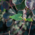 Attēlu rezultāti vaicājumam “Fallopia dumetorum leaf”