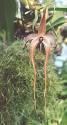 220px-Bulbophyllum_ ...