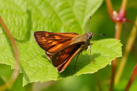 Attēlu rezultāti vaicājumam “Ochlodes sylvanus female”