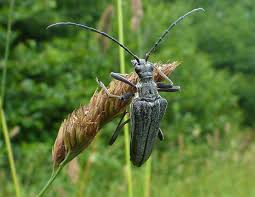 Attēlu rezultāti vaicājumam “Stenocorus meridianus”