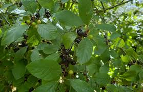 Attēlu rezultāti vaicājumam “Frangula alnus”