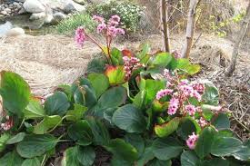 Attēlu rezultāti vaicājumam “Bergenia crassifolia flower”