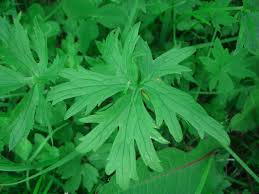 Attēlu rezultāti vaicājumam “Ranunculus acris leaf”