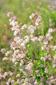 Attēlu rezultāti vaicājumam “Caryophyllaceae”