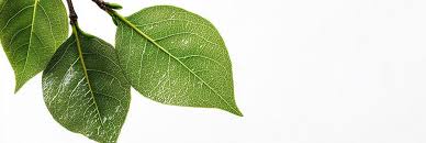 Attēlu rezultāti vaicājumam “Pyrus communis leaf”