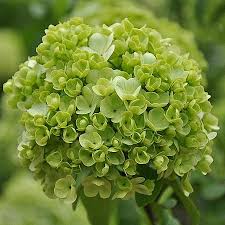 Attēlu rezultāti vaicājumam “Viburnum opulus bud”