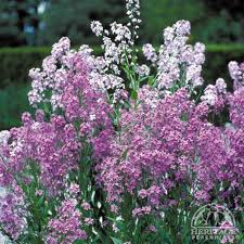 Image result for Hesperis matronalis
