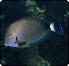 Image result for Acanthurus blochii