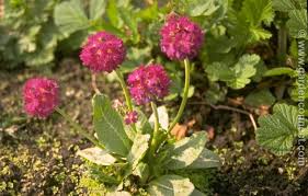 Attēlu rezultāti vaicājumam “Primula x margotae”