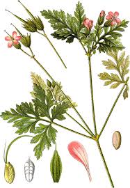 Attēlu rezultāti vaicājumam “Geranium robertianum flower”
