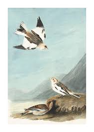 Attēlu rezultāti vaicājumam “Plectrophenax nivalis”