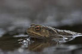 Attēlu rezultāti vaicājumam “Bufo bufo”