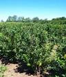 Growing Blueberry Bushes How to Grow Blueberries Blueberry Fruit