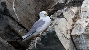 Attēlu rezultāti vaicājumam “Rissa tridactyla nest”