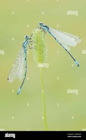 Attēlu rezultāti vaicājumam “Coenagrion puella male”