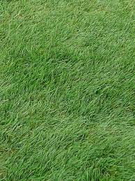 Attēlu rezultāti vaicājumam “Festuca pratensis”