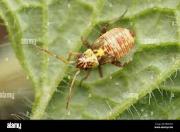 Attēlu rezultāti vaicājumam “Rhabdomiris striatellus”