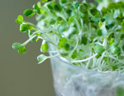 Attēlu rezultāti vaicājumam “Sinapis alba”