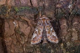 Attēlu rezultāti vaicājumam “Panolis flammea”