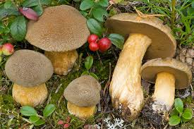 Attēlu rezultāti vaicājumam “Suillus variegatus”