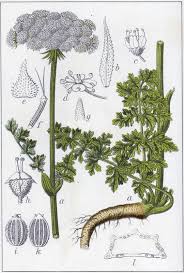 Attēlu rezultāti vaicājumam “Libanotis montana flower”