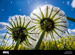 Attēlu rezultāti vaicājumam “Taraxacum officinale aggr. fruit”