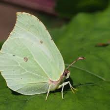 Attēlu rezultāti vaicājumam “Gonepteryx rhamni upperside”