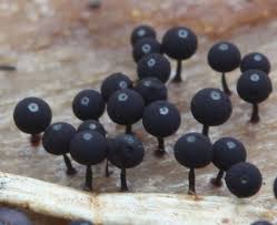 Attēlu rezultāti vaicājumam “Enerthenema papillatum stalked”