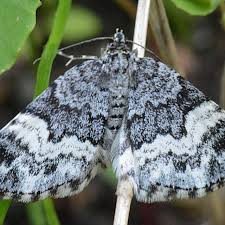 Attēlu rezultāti vaicājumam “Spargania luctuata”