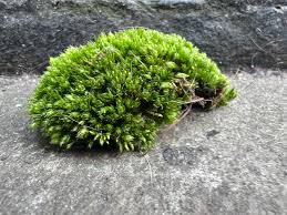 Attēlu rezultāti vaicājumam “Acrocarpous mosses”