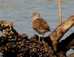 Attēlu rezultāti vaicājumam “Actitis hypoleucos adult”