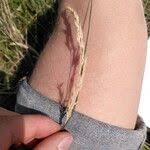 Attēlu rezultāti vaicājumam “Poa angustifolia fruit”