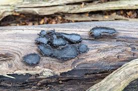 Attēlu rezultāti vaicājumam “Biscogniauxia repanda”