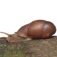 Attēlu rezultāti vaicājumam “Clausiliidae”