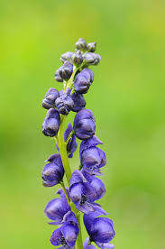 Attēlu rezultāti vaicājumam “Aconitum napellus bud”