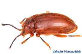 Attēlu rezultāti vaicājumam “Endomychidae”