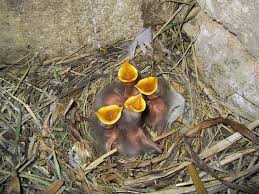 Attēlu rezultāti vaicājumam “Turdus merula nest”