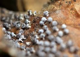 Attēlu rezultāti vaicājumam “Ceratiomyxa fruticulosa spores”