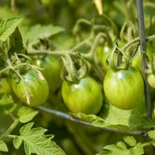 Afbeeldingsresultaat voor principe borghese tomato