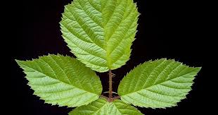 Image result for Rubus sectio
