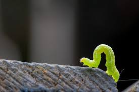 Attēlu rezultāti vaicājumam “Operophtera”